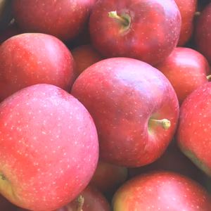 【冷蔵】【希少種】【紅ロマン】贈答レベル家庭用