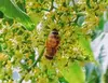 ハーブのような蜂蜜/はぜ(500g)和歌山·村上養蜂   