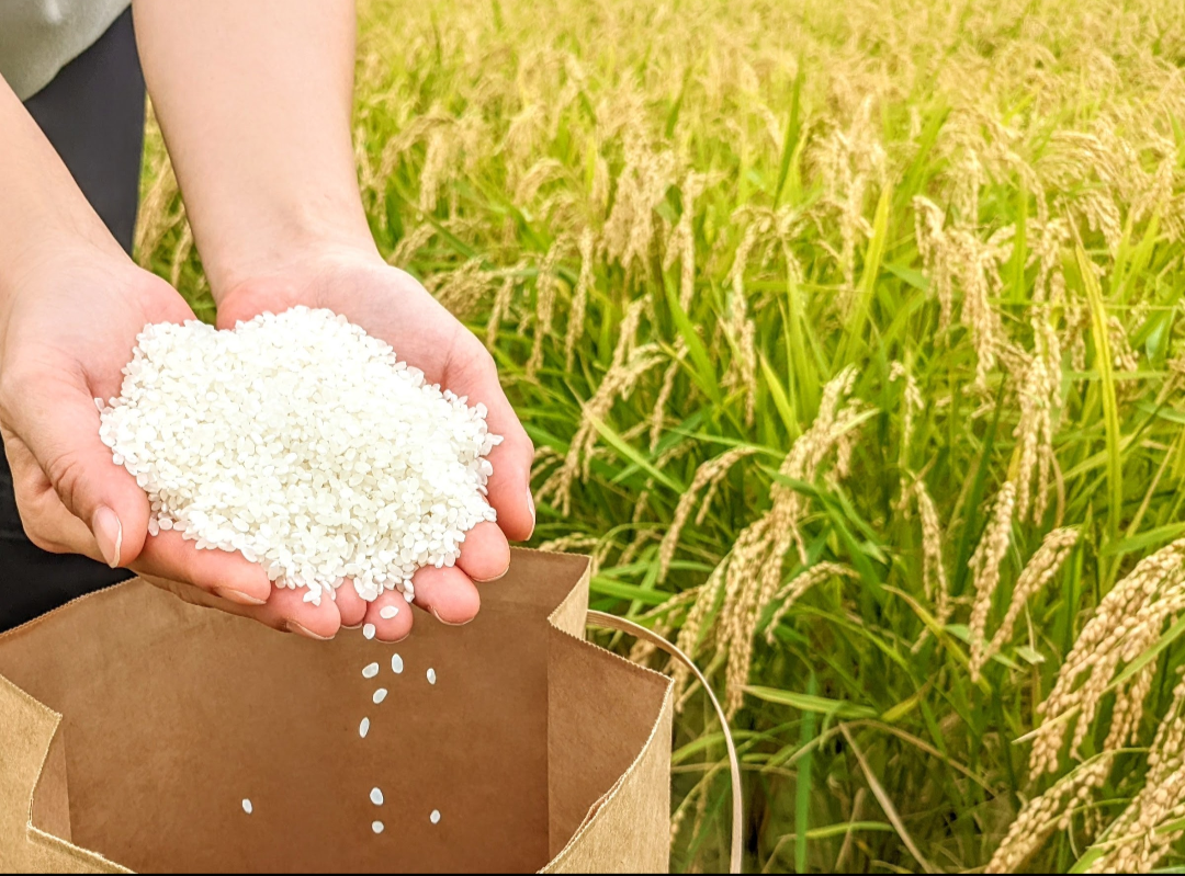 淡路島「コシヒカリ」 コシヒカリ10キロ