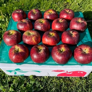 りんご好きに「秋映（あきばえ）」