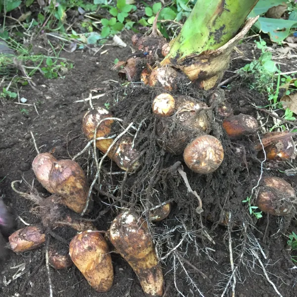 自然栽培の里芋【農薬不使用】土付き 3kg｜野菜の商品詳細｜ポケット