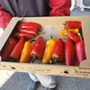 【希少】真冬のフルーツパプリカ1.2㎏×2箱＋おまけトマト2種つき