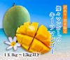 【訳あり】燦々キーツマンゴー（沖縄県産）1玉（1kg～1.5kg以下）
