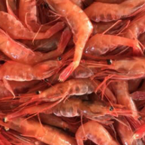 鮮度バツグン 甘海老 500グラム
