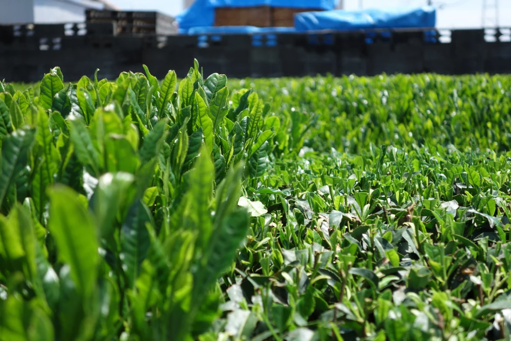狭山茶100g　3本パック