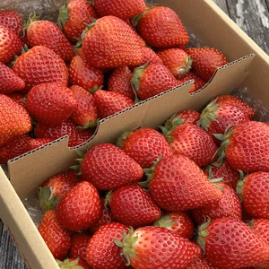 【今季最終】真っ赤な春のとちおとめ　ごろっとバラ詰め　1.5Kg