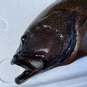 【魚突き】動画あり　アオノメハタ1.4kg 鱗、内臓処理済