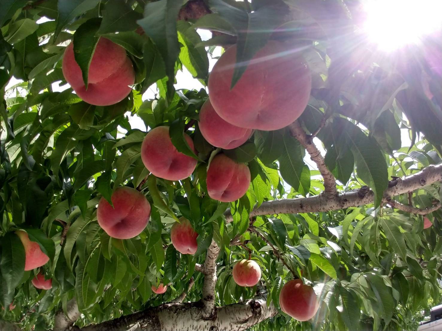 自宅用【幸茜10kg 約24-36個】 幸茜 10kg 約24-36個】 【公式通販】