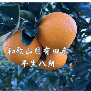 早生八朔　 木成り早生八朔 八朔 はっさく　和歌山有田産  サイズL以上混合