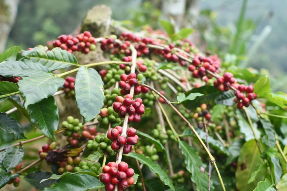【スペシャルティコーヒー生豆】バリ・ウオッシュド　自家製天然酵母発酵・聖水仕込
