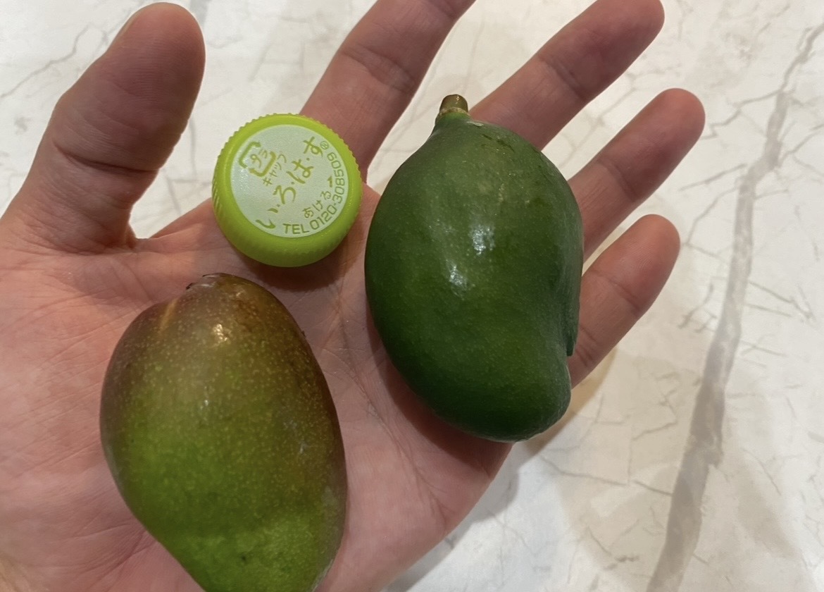 沖縄県産 摘果マンゴー(グリーンマンゴー)※小さめです！！｜野菜の商品
