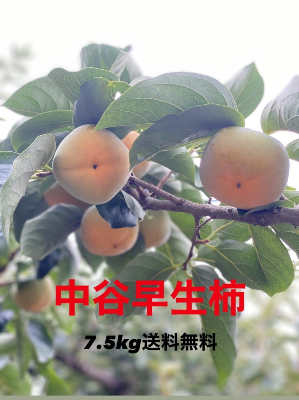 柿  中谷早生 サイズ混合 ハネダシ品  5kg以上