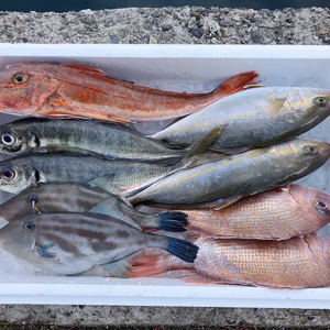 お楽しみ 鮮魚セット!!