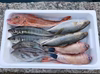 お楽しみ 鮮魚セット!!