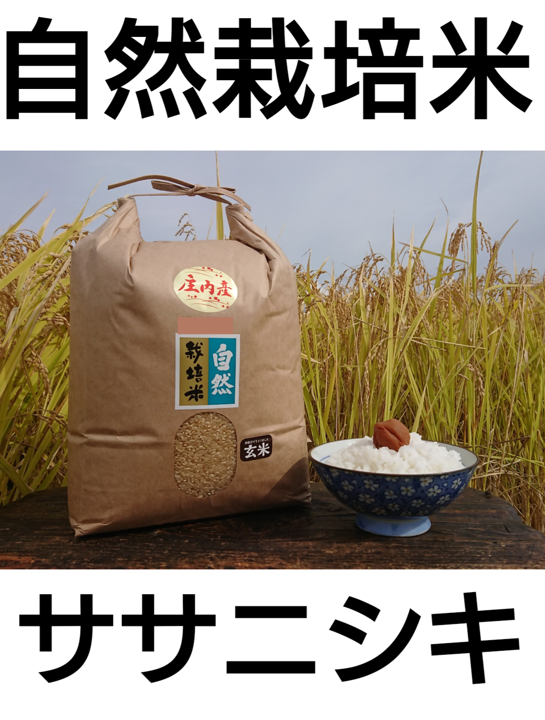 自然農法米自然栽培 栽培期間中農薬不使用 5年産 ササニシキ 山形県産庄内米 玄米25kg