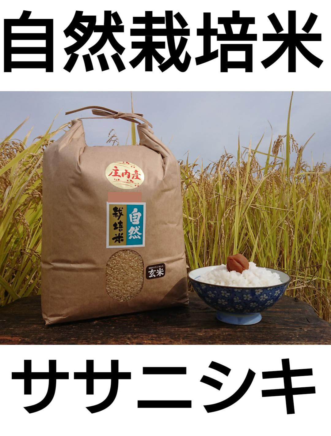 庄内米　5年産山形県産　旬の果物・野菜・魚介をお取り寄せ　ポケ段発送】自然栽培米　5kg〜｜米・穀類の商品詳細｜ポケットマルシェ｜産直(産地直送)通販　ササニシキ　玄米