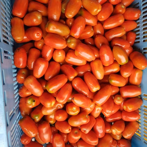 中玉トマト　サンマルツァーノ・リゼルバ　３kg　おまけ付き　栽培期間中農薬不使用