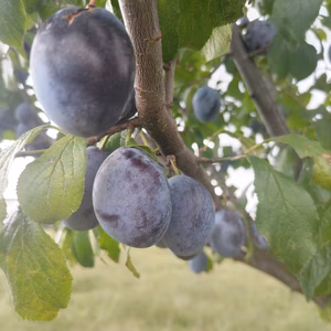 シュガープルーンの大きなパック