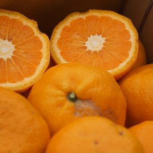 初収穫！！　「農6」木なり完熟！　お試し訳あり2ｋｇ！！　キズ有！！