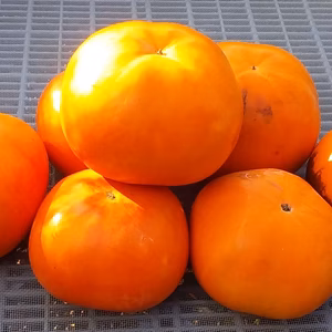 【訳あり】紀州てまり柿「糖度1７度」(S.M.L混在)4K和歌山産