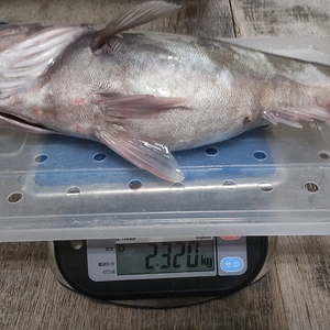 【幻の魚！】下処理済み本アラ2.3kg