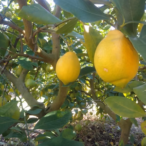 レモン 3㎏からドカンと9㎏まで（リーズナブルな２級品）