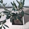【ギフトにも◎】南アルプスのオリーブ盆栽　マンザニロ  (PS198)