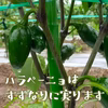 【訳あり】メキシカン料理に欠かせない青唐辛子『ハラペーニョ』