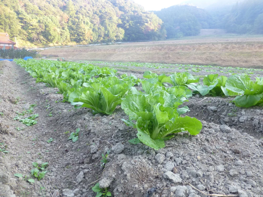 「標高300m 無農薬白菜」まるでアニメの世界観！山口県の秘境で作られた白菜
