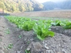 「標高300m 無農薬白菜」まるでアニメの世界観！山口県の秘境で作られた白菜