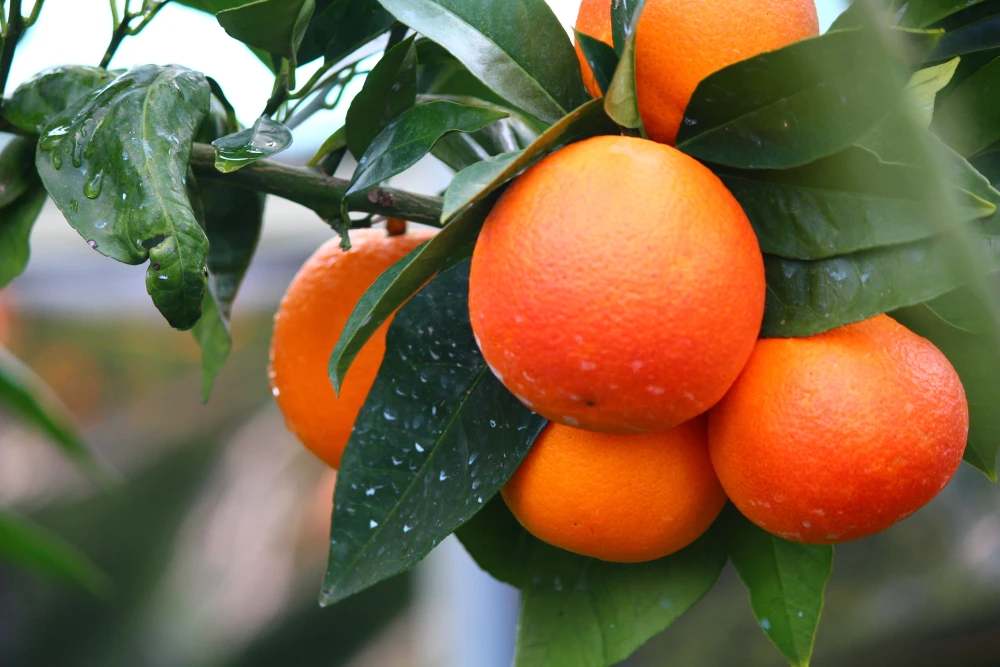 ブラッドオレンジ「モロ」‼選べる内容量♪　2024年2月発送予定！！　
