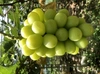 【厳選高品質葡萄】9月出荷ハウス栽培完熟シャインマスカット