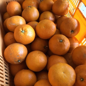 愛媛県産 訳あり 伊予柑　10kg