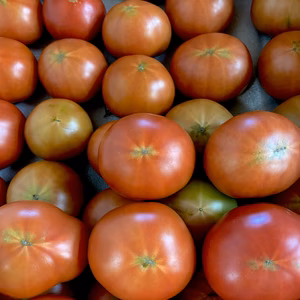 【お買い得】家庭用リサ・フルーツトマト1kg