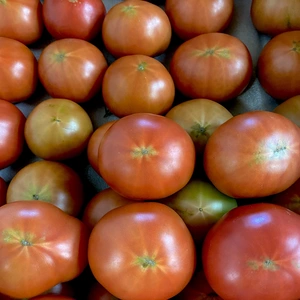 【お買い得】家庭用リサ・フルーツトマト1kg