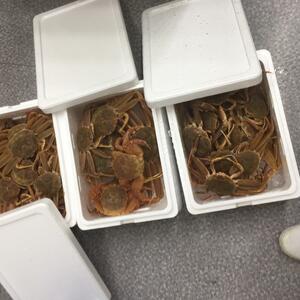 ポケマル 棒アナゴの通販 全国の農家から産地直送で取り寄せできるポケットマルシェ