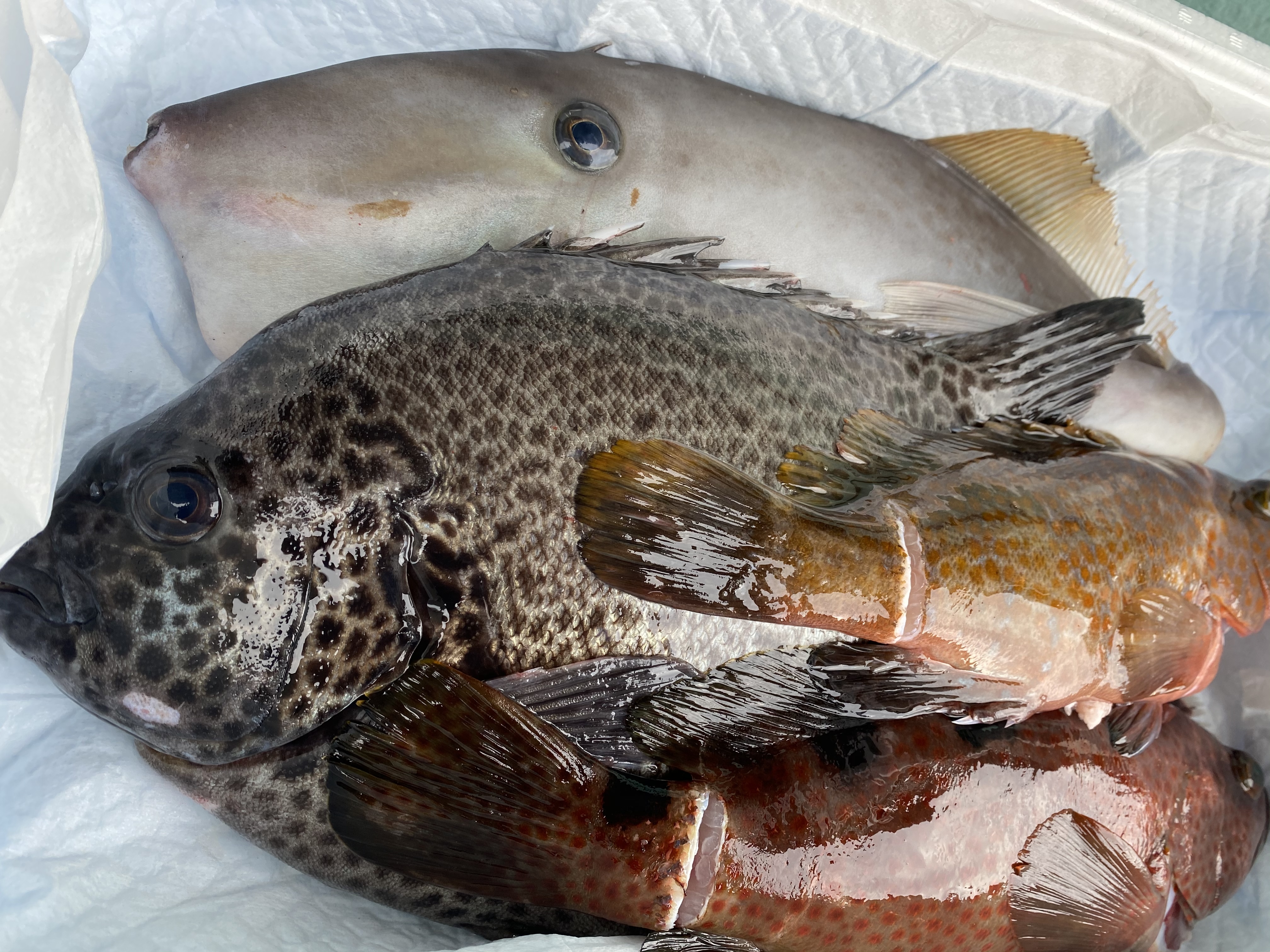 津本式 高級飲食店に卸す魚を体験できるお任せ鮮魚box 魚介類の宝石箱 農家漁師から産地直送の通販 ポケットマルシェ