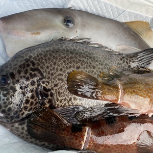 津本式！高級飲食店に卸す魚を体験できるお任せ鮮魚BOX⭐️魚介類の宝石箱⭐️