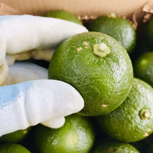 おうちで楽しむカボス1.5kg