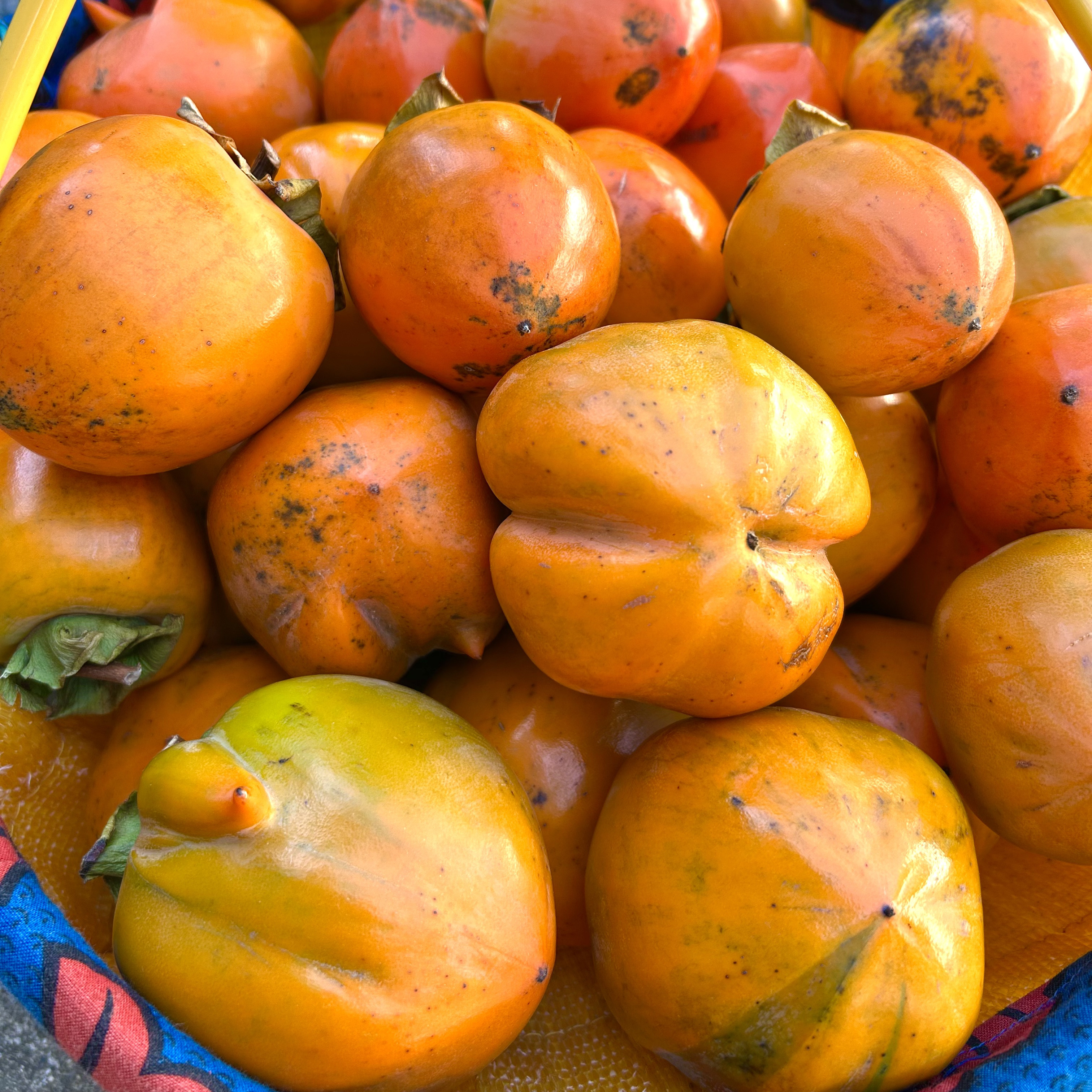 甲州百目柿の産直通販・お取り寄せ商品｜ポケットマルシェ｜産地直送で