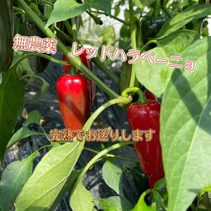 元飲食業、アスリートが作る無農薬レッドハラペーニョ