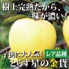 【一度は食べて頂きたい！】和梨みたいな青森県産りんご「樹上完熟葉とらず星の金貨」