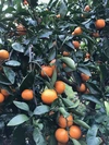 農薬不使用柑橘ジュース飲み比べ3本セット　1000ml