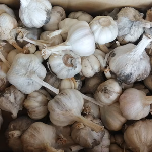 訳あり　無農薬、無化学肥料、にんにく