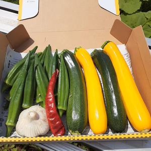 かまちゃん農園の「夏野菜セット」❣5セット限り‼