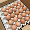 お得　福地鶏の卵 ふくたまご 50個