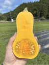 魅惑の甘みと滑らかな口当たり！ 蔵出しバターナッツかぼちゃ