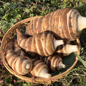 京都産 海老芋【頭芋と海老芋セット】