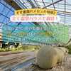 《濃厚で甘い！華やかな香り》ルピアレッドメロン2玉～