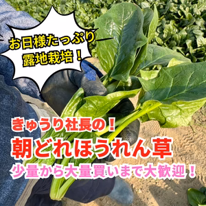 【朝どれほうれん草】露地栽培（畑育ち）／お試し少量から大量買いまで！ 常温配送